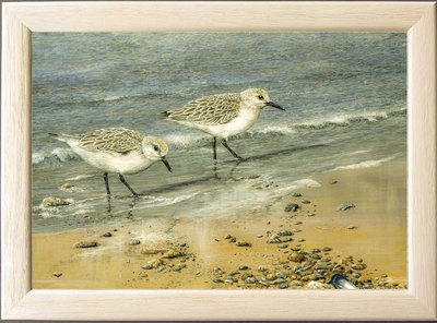 Image of At the Tideline, Sanderlings - Mawgan Porth, nr. Newquay, Cornwall